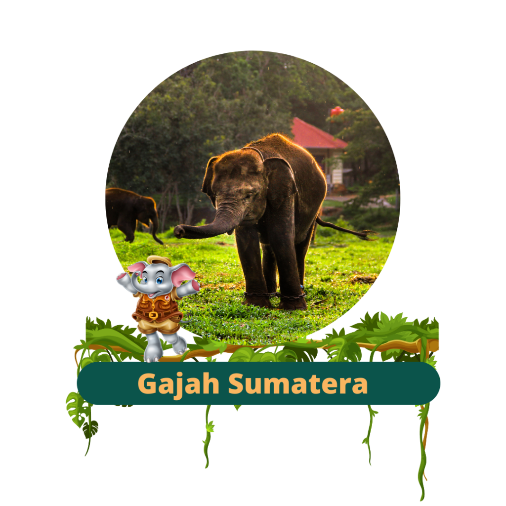 Gajah Sumatera - Semarang Zoo